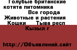 Голубые британские котята питомника Silvery Snow. - Все города Животные и растения » Кошки   . Тыва респ.,Кызыл г.